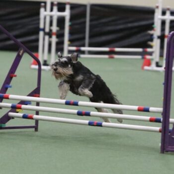 Concord-Triple-2016-1024x683