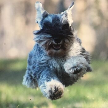 Gunner-Fast-CAT2-768x1024