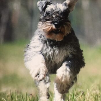 Gunner-Fast-CAT3-768x1024