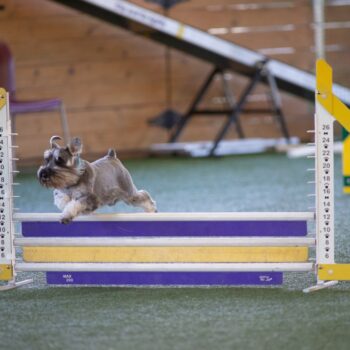 Gunner-agility-1024x683