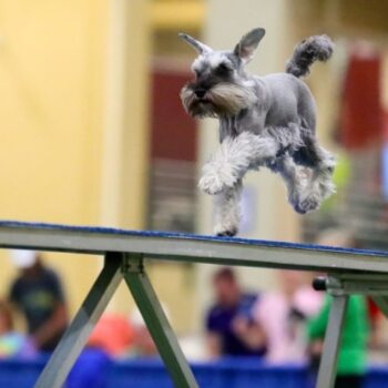 Jinx-Dog-Walk-1024x513