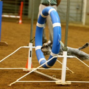 Jinx-in-Tire-1024x733