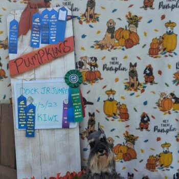 Kiwi-Dock-Diving-Title-588x1024