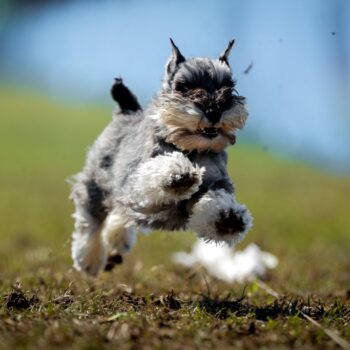 Kiwi-Fast-CAT-1024x683